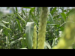 a security guard catches a thief in a corn field and issues her a fine on the spot russian homemade porn